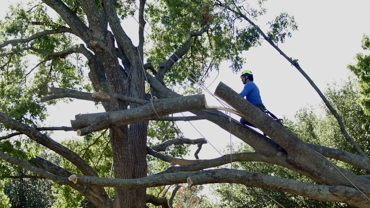 Professional Hazardous Tree Removal performed by certified arborists in Boone
